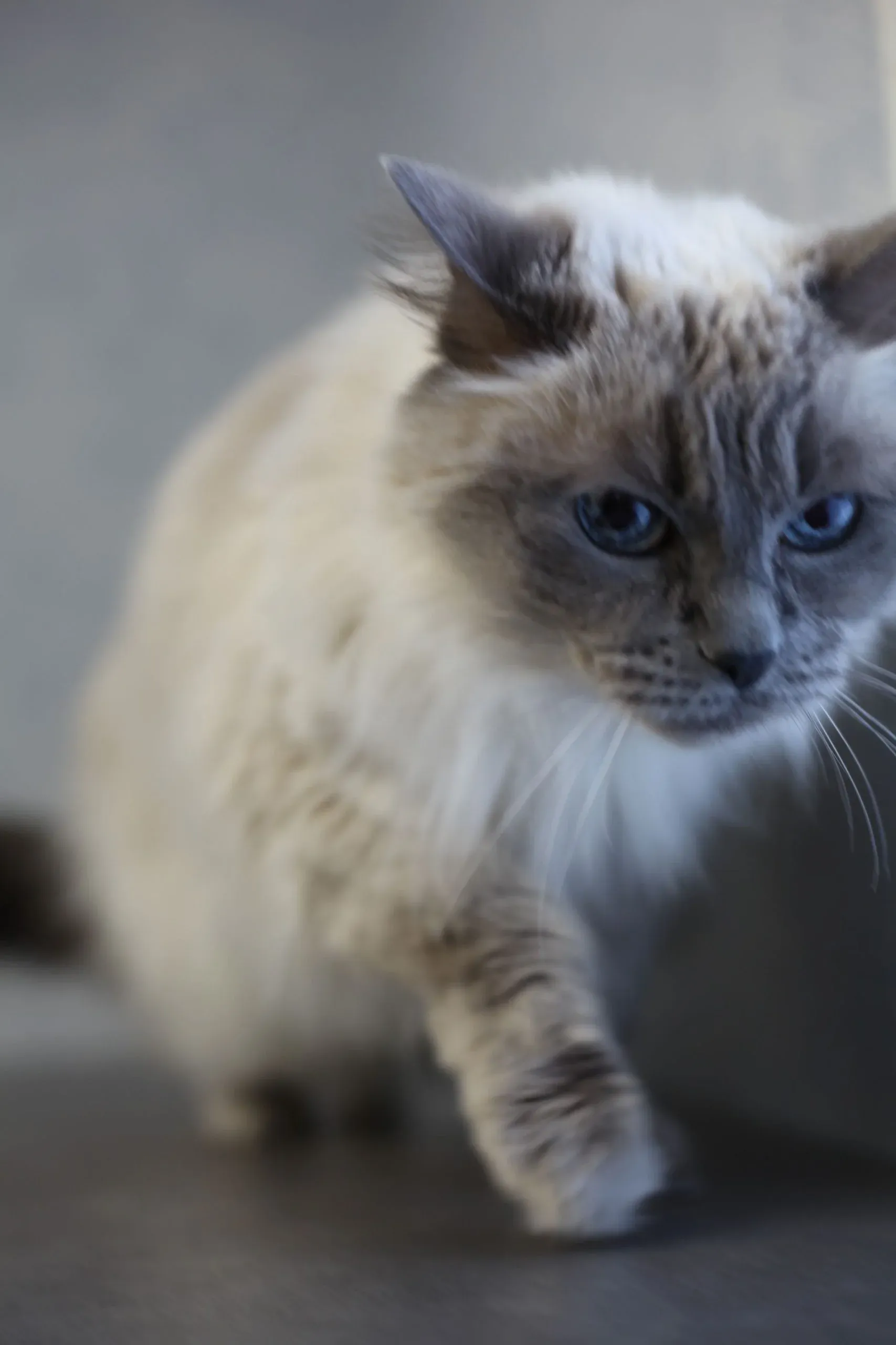 Långhårig katt på väg över golvet